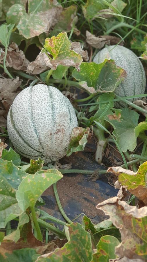 Azienda Agricola I Peperoncini Αλγκέρο Εξωτερικό φωτογραφία