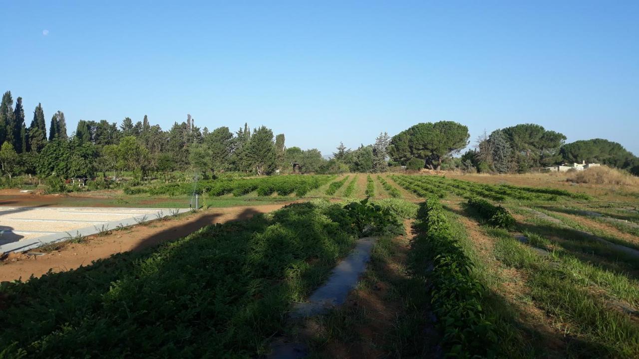 Azienda Agricola I Peperoncini Αλγκέρο Εξωτερικό φωτογραφία